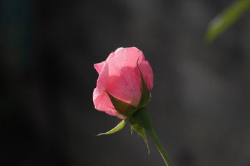 estas son diferentes tipos de flores y hojas, fotos tomadas en distintos lugares y jardines aqui podemos observar diferentes tipos,colores ,texturas y tamaños .           