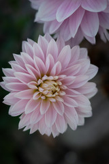 Fototapeta premium pink dahlia with drops of water on white background