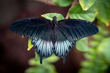 butterfly on leaf