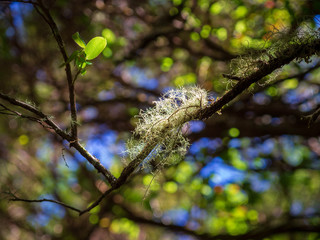 Flechten im Sonnenlicht