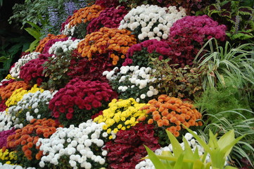 Fototapeta na wymiar Chrysanthemum mum flowers market