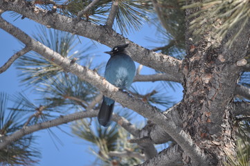 Blue Jay on Branch