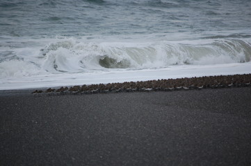 Shorebirds Beach Waves