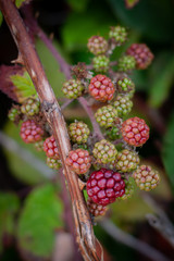 berries of raspberry on a branch