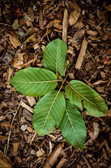 green leaves of a tree