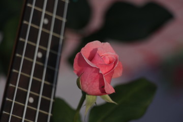 estas son diferentes tipos de flores y hojas, fotos tomadas en distintos lugares y jardines aqui podemos observar diferentes tipos,colores ,texturas y tamaños .           