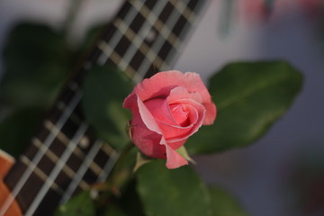 estas son diferentes tipos de flores y hojas, fotos tomadas en distintos lugares y jardines aqui podemos observar diferentes tipos,colores ,texturas y tamaños .           