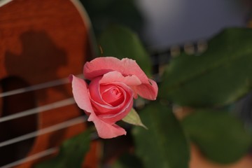 estas son diferentes tipos de flores y hojas, fotos tomadas en distintos lugares y jardines aqui podemos observar diferentes tipos,colores ,texturas y tamaños .           