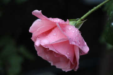 estas son diferentes tipos de flores y hojas, fotos tomadas en distintos lugares y jardines aqui podemos observar diferentes tipos,colores ,texturas y tamaños .           