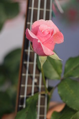 estas son diferentes tipos de flores y hojas, fotos tomadas en distintos lugares y jardines aqui podemos observar diferentes tipos,colores ,texturas y tamaños .           