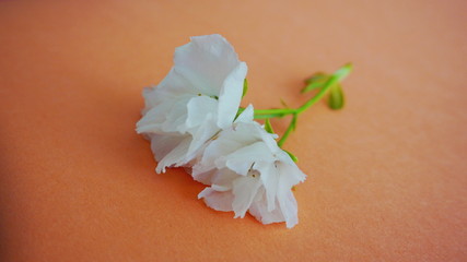 Inflorescence of white japanese cherry flowers against colorful background close up.