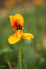 Obraz premium bloomed tulip yellow red look at the stamens