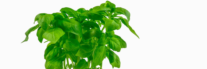 Basil plant on wooden table - detail.