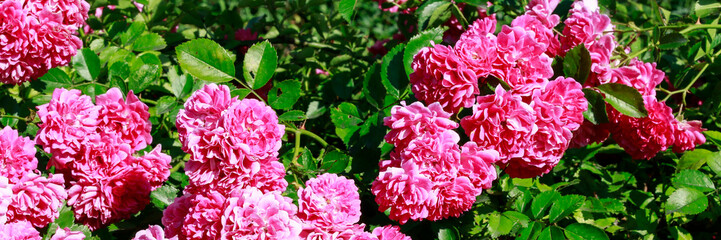 Rose bush in the garden.