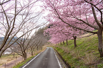 佐久間ダムの河津桜　千葉県安房郡鋸南町