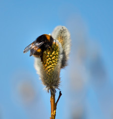 Bumble-bee and catkin
