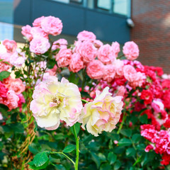 Rose bush in the garden.
