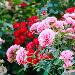 Rose bush in the garden.