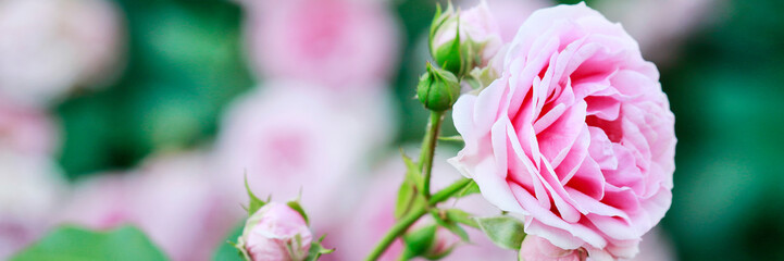 Rose bush in the garden.
