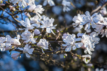 Spring flowers