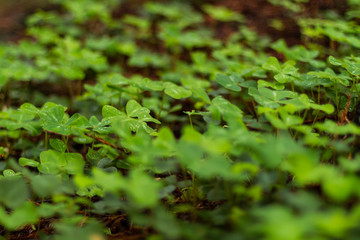 Clovers on Forest Floor