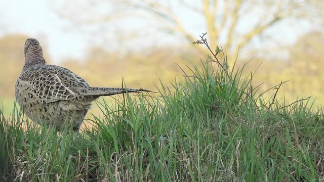 female pheasant standing in the nature, looking and run away