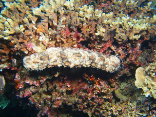 The amazing and mysterious underwater world of Indonesia, North Sulawesi, Bunaken Island, sea cucumber