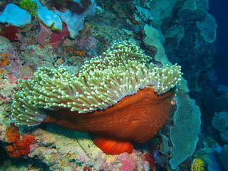 The amazing and mysterious underwater world of Indonesia, North Sulawesi, Bunaken Island, sea anemone