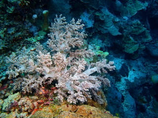 Fototapeta na wymiar The amazing and mysterious underwater world of Indonesia, North Sulawesi, Bunaken Island, soft coral