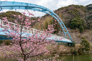 佐久間ダムの河津桜　千葉県安房郡鋸南町