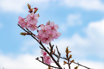 佐久間ダムの河津桜　千葉県安房郡鋸南町