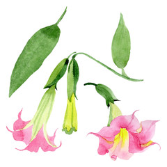 Obraz premium Pink brugmansia floral botanical flowers. Watercolor background set. Isolated brugmansia illustration element.
