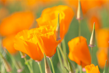 Poppies