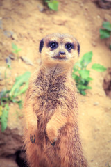 Fototapeta premium suricate