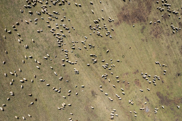 Aerial view of herd of sheep grazing in a meadow in the spring