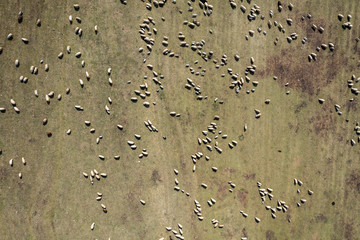 Aerial view of herd of sheep grazing in a meadow in the spring