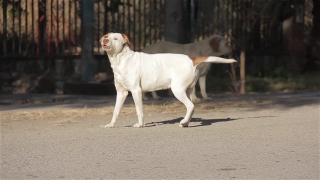 A Stray Brown and White Mixed- Breed Dog, Looking Like a Pit Bull Terrier Puppy, Barking At Camera on the Street.