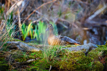 A female duck on the edge of the lake