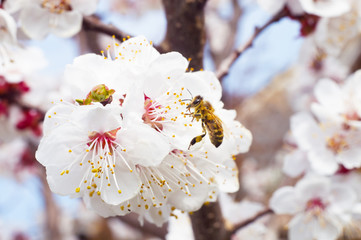 the bee pollutes the flower on the fruit tree