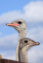 Two ostrich heads on a background of blue sky and white clouds