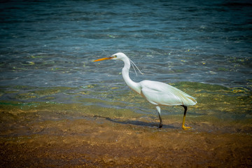 Heron in the sea