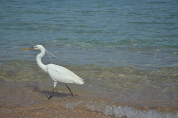Heron in the sea