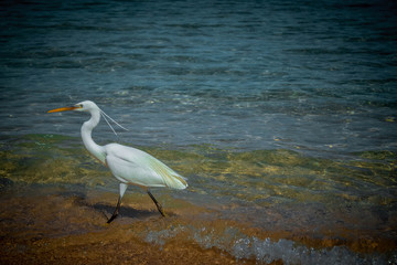 Heron in the sea