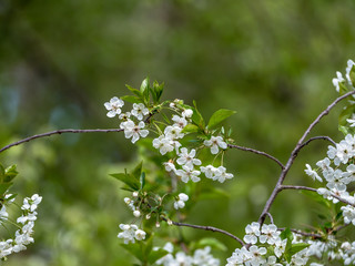 Scene with cherry branches in full bloom