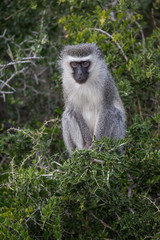An adult vervet monkey with large brown eyes and grey fur