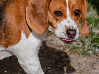 Close up beagle dog on a spring day