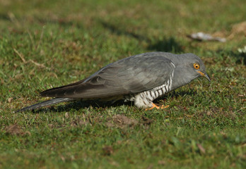 A stunning Cuckoo (Cuculus canorus) searching on the ground in a meadow for food.