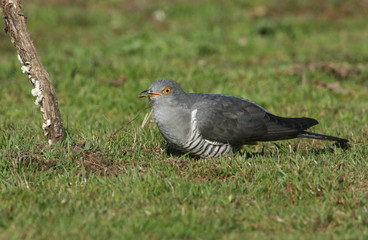 A Cuckoo (Cuculus canorus) perching on the grass with an insect in its beak which it is about to eat.