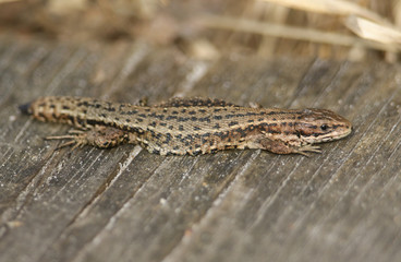 A stunning Common Lizard (Zootoca vivipara) basking on a wooden boardwalk .