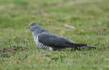 Fototapeta premium A stunning Cuckoo (Cuculus canorus) searching on the ground in a meadow for food.